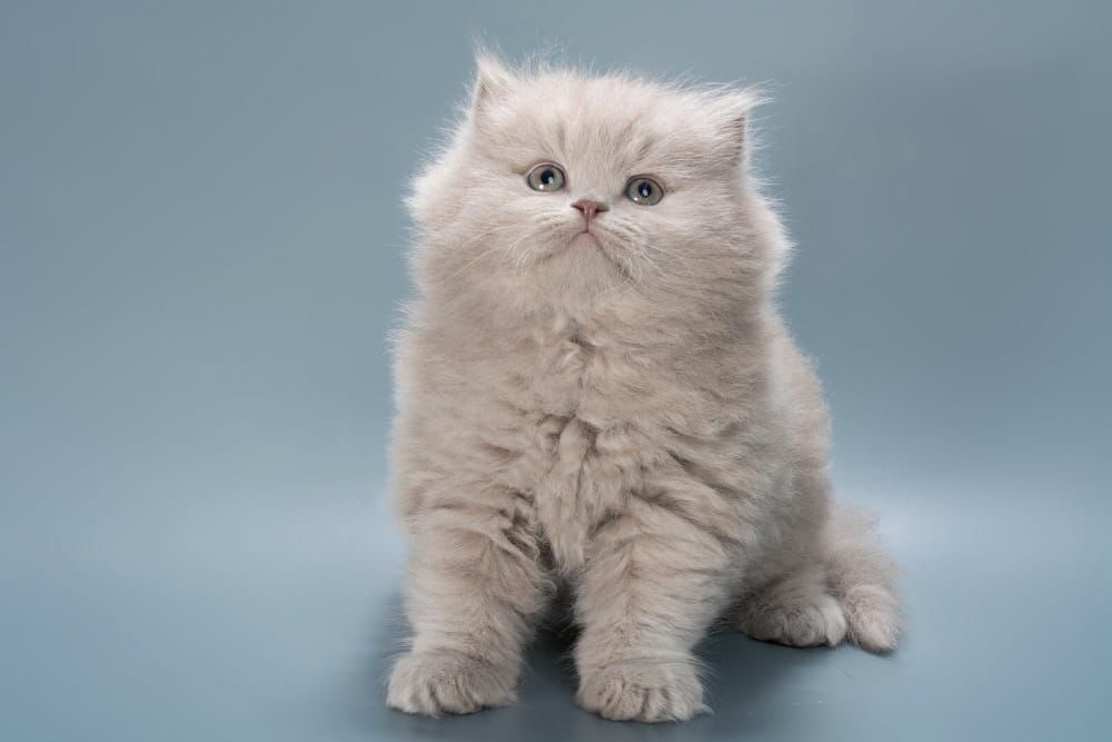 WhatsApp Image 2026-02-13 at 13.41.13 (1) british longhair