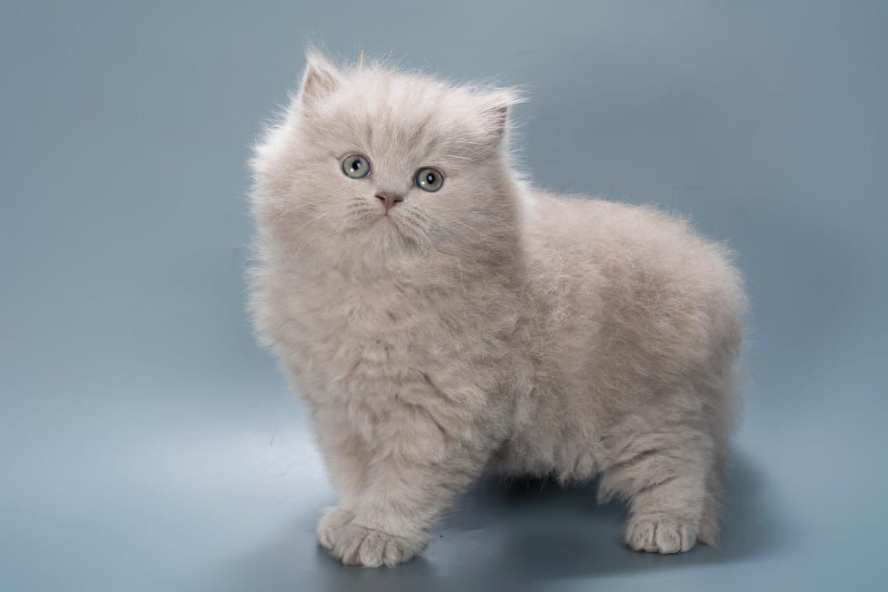 WhatsApp Image 2026-02-13 at 13.41.13 (3)