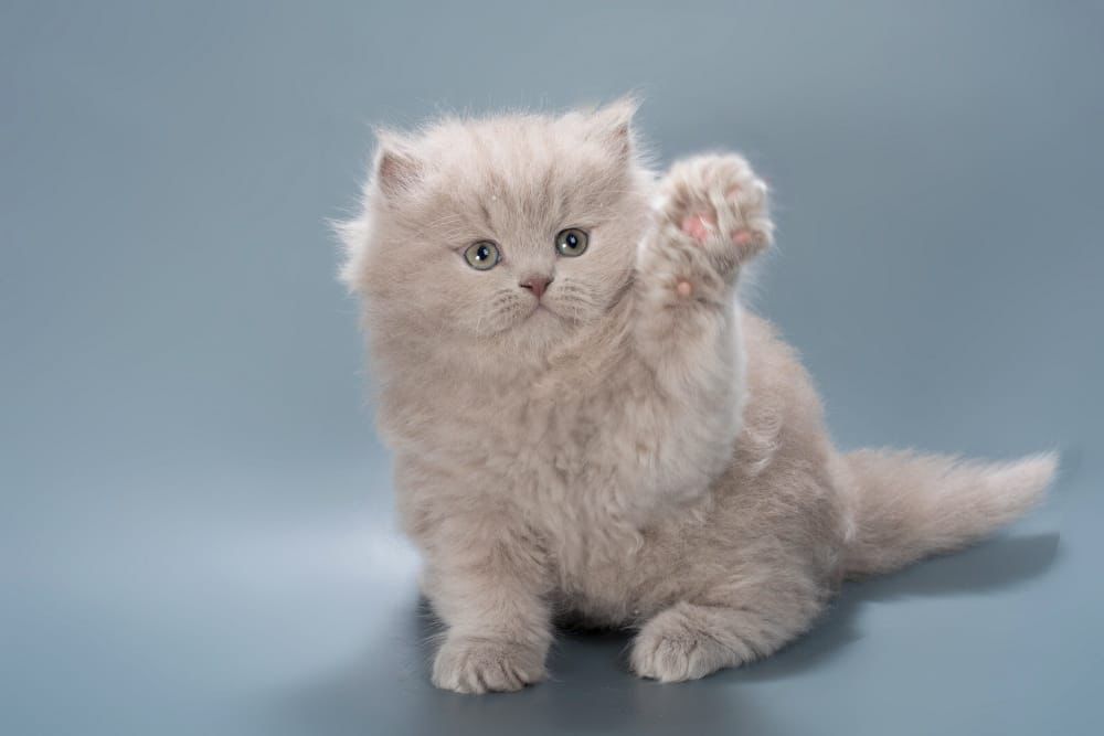 WhatsApp Image 2026-02-13 at 13.41.13 (5)