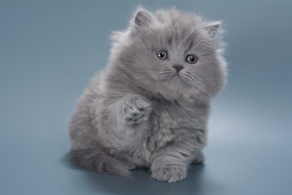 WhatsApp Image 2026-02-13 at 13.41.36 (2)