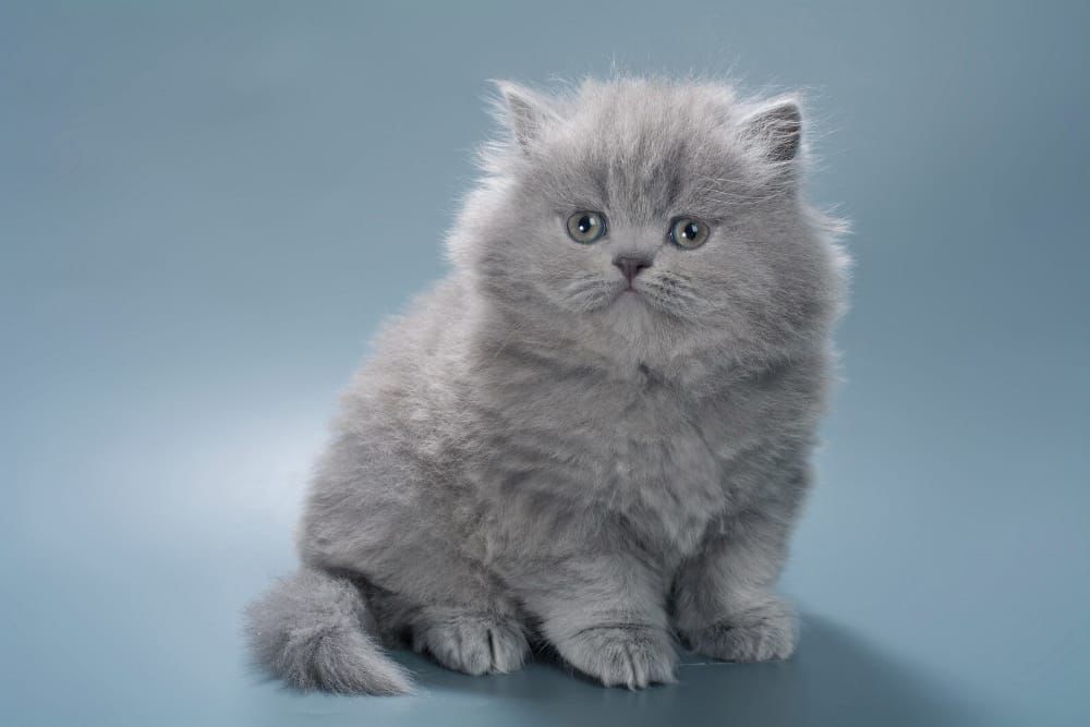 WhatsApp Image 2026-02-13 at 13.41.36 (3)