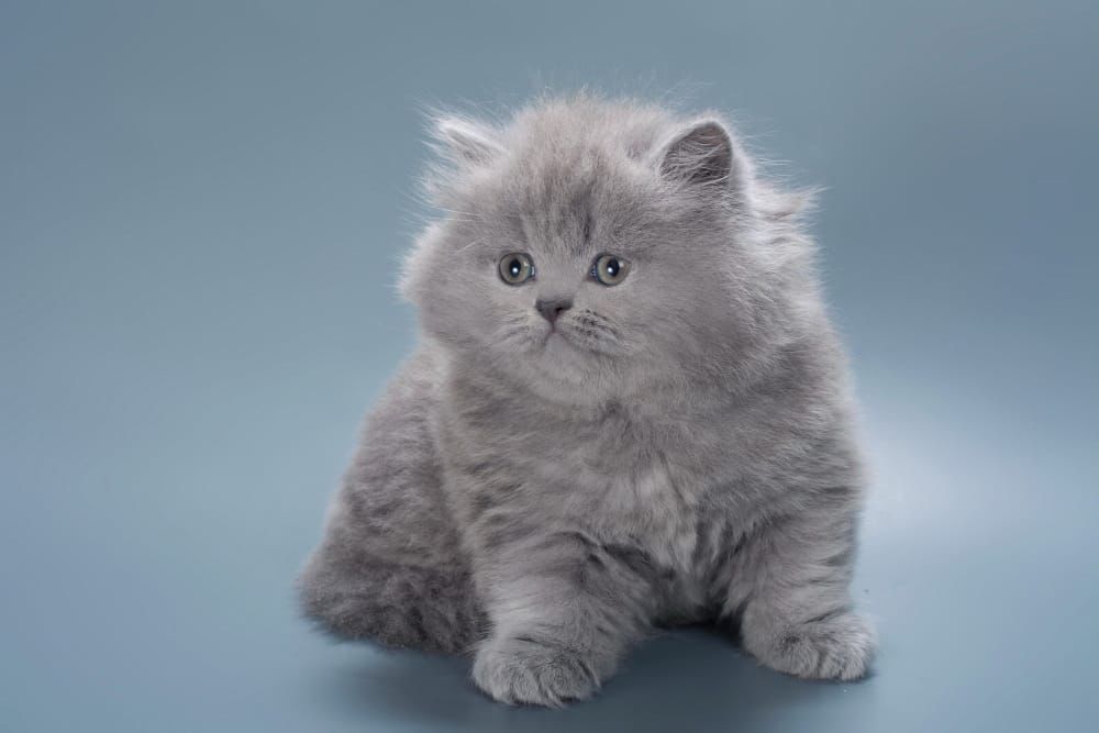 WhatsApp Image 2026-02-13 at 13.41.36 (4)