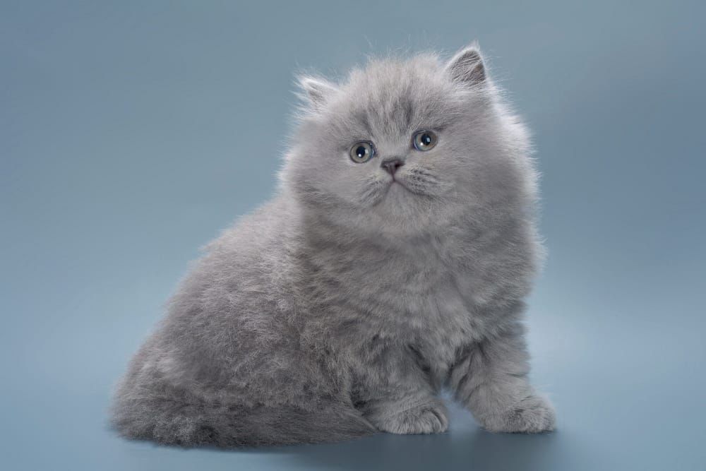 WhatsApp Image 2026-02-13 at 13.41.36 (5) british longhair