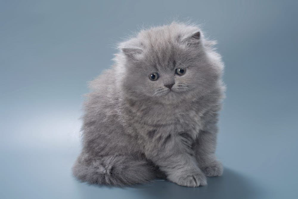 WhatsApp Image 2026-02-13 at 13.41.36