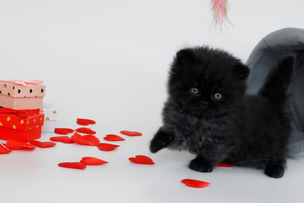 WhatsApp Image 2026-02-13 at 13.42.24 (2)