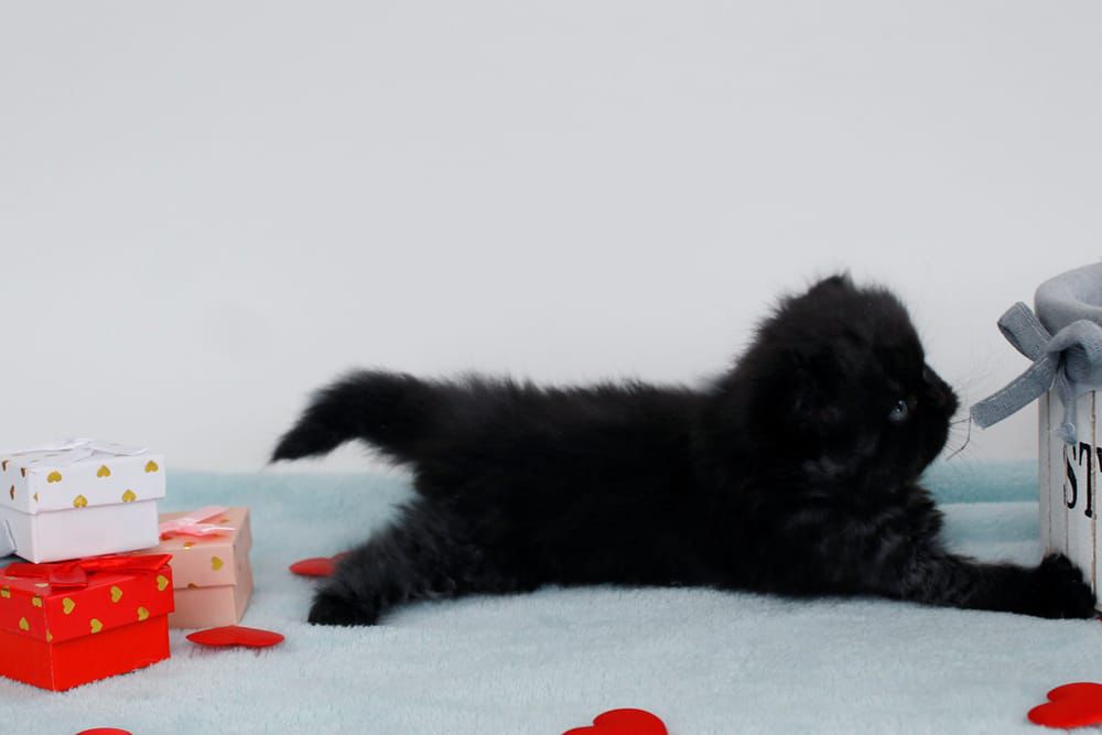 WhatsApp Image 2026-02-13 at 13.42.24 (3)