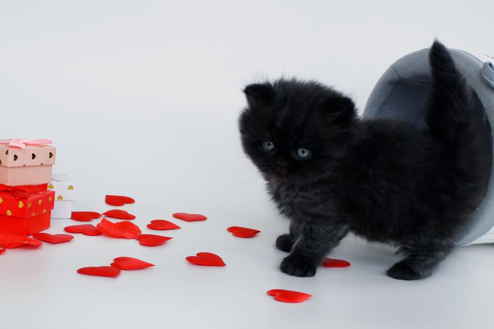 WhatsApp Image 2026-02-13 at 13.42.24 (4)