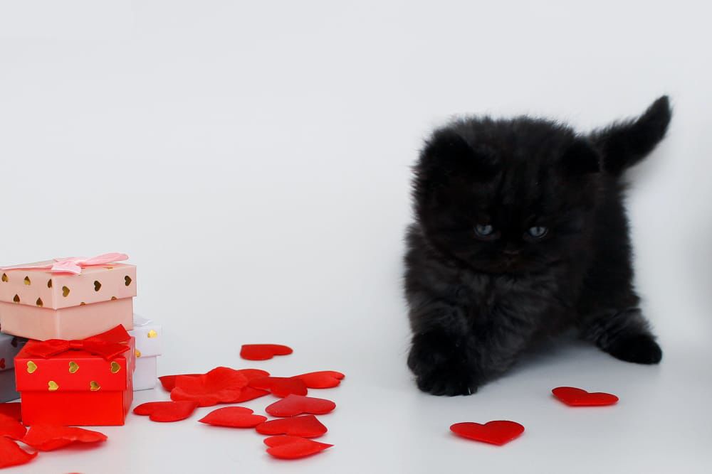 WhatsApp Image 2026-02-13 at 13.42.24 (5)