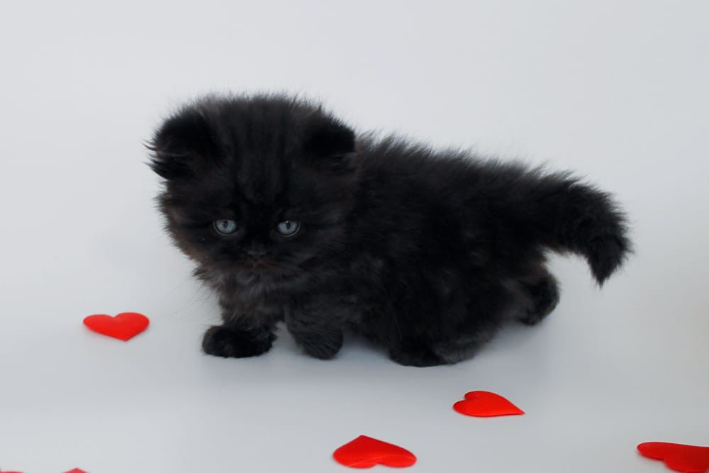 WhatsApp Image 2026-02-13 at 13.42.24