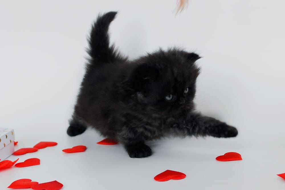 WhatsApp Image 2026-02-13 at 13.42.25 (1)