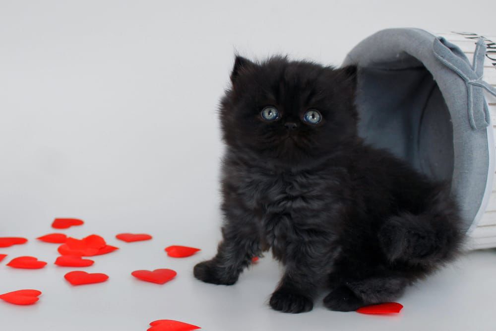 WhatsApp Image 2026-02-13 at 13.42.25 british longhair