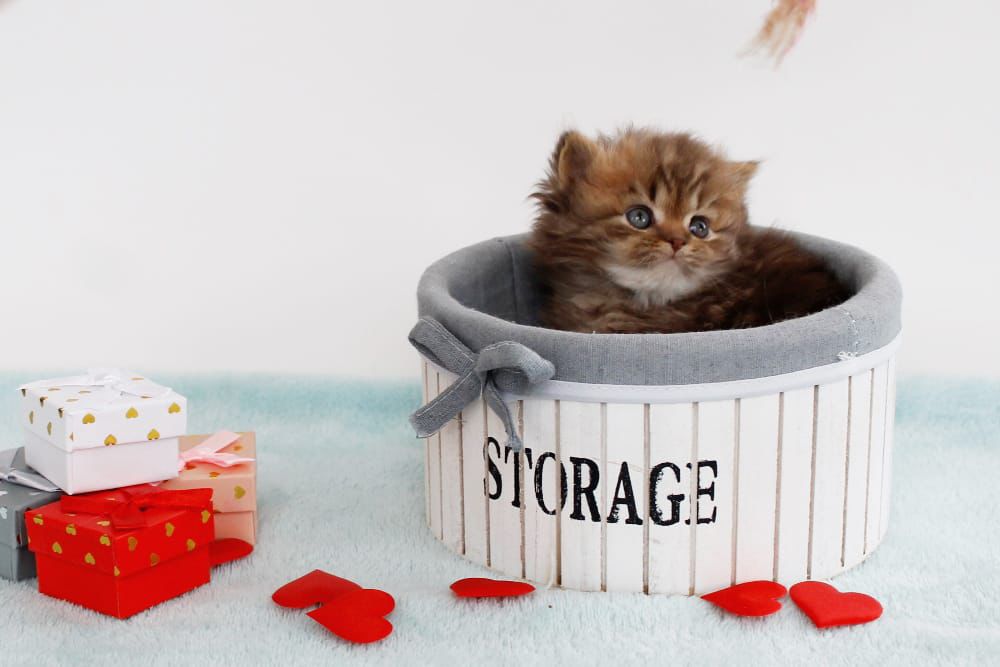 WhatsApp Image 2026-02-13 at 13.42.51 (3)