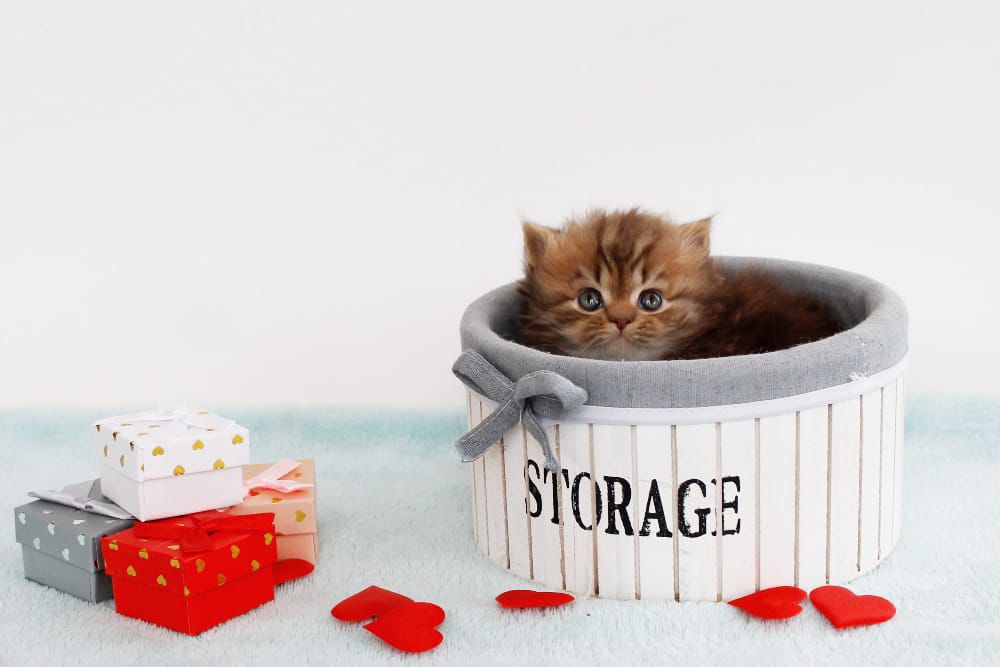 WhatsApp Image 2026-02-13 at 13.42.51 (4)