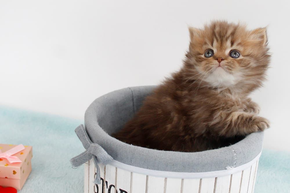 WhatsApp Image 2026-02-13 at 13.42.51 (5)