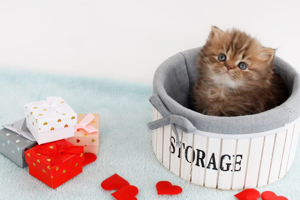 WhatsApp Image 2026-02-13 at 13.42.51 (6)