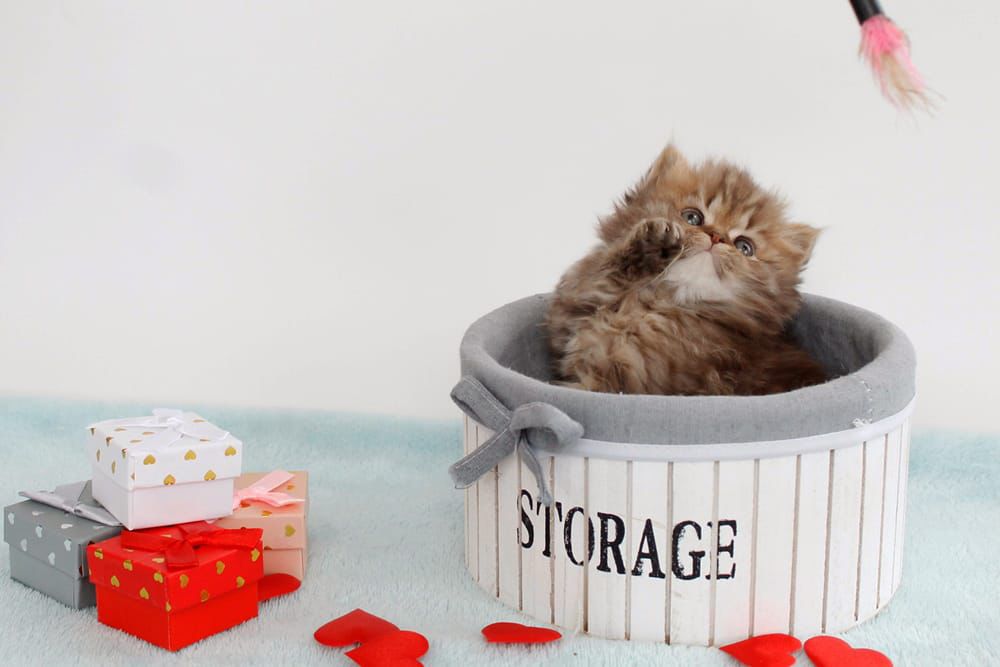 WhatsApp Image 2026-02-13 at 13.42.51 british