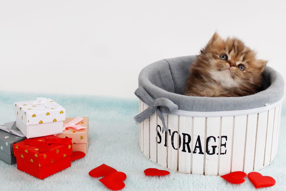 WhatsApp Image 2026-02-13 at 13.42.52