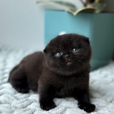 scottish fold