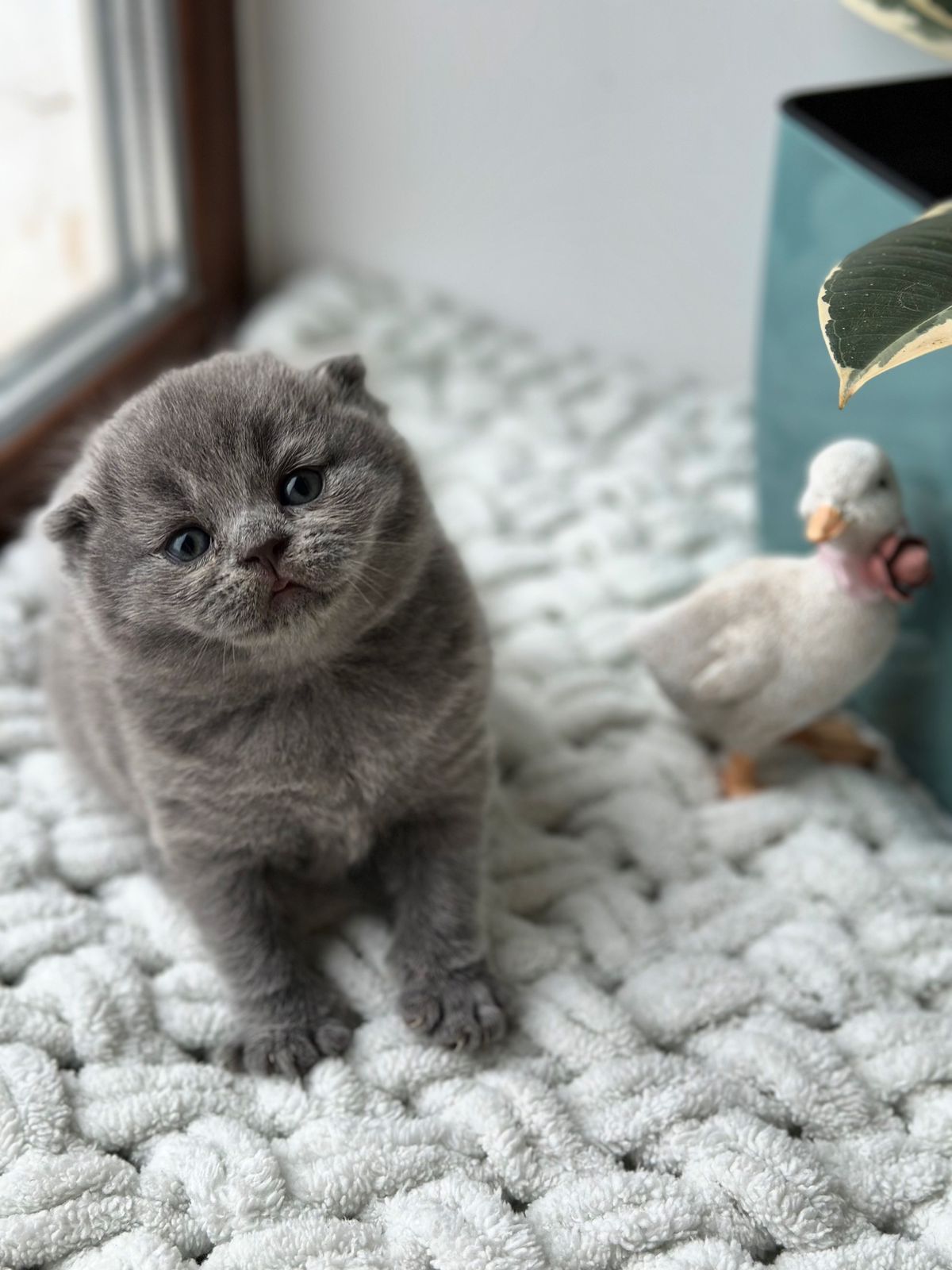 WhatsApp Image 2026-02-16 at 13.39.11 (5) scottish