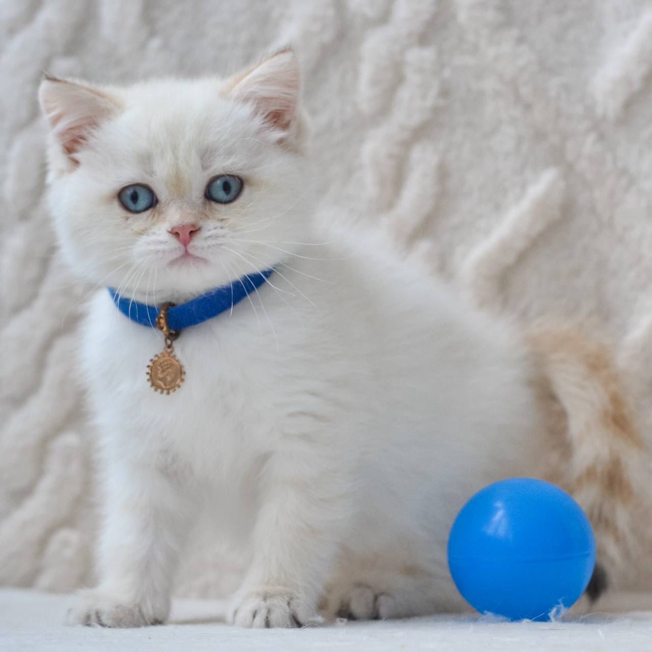 WhatsApp Image 2026-02-16 at 13.39.39