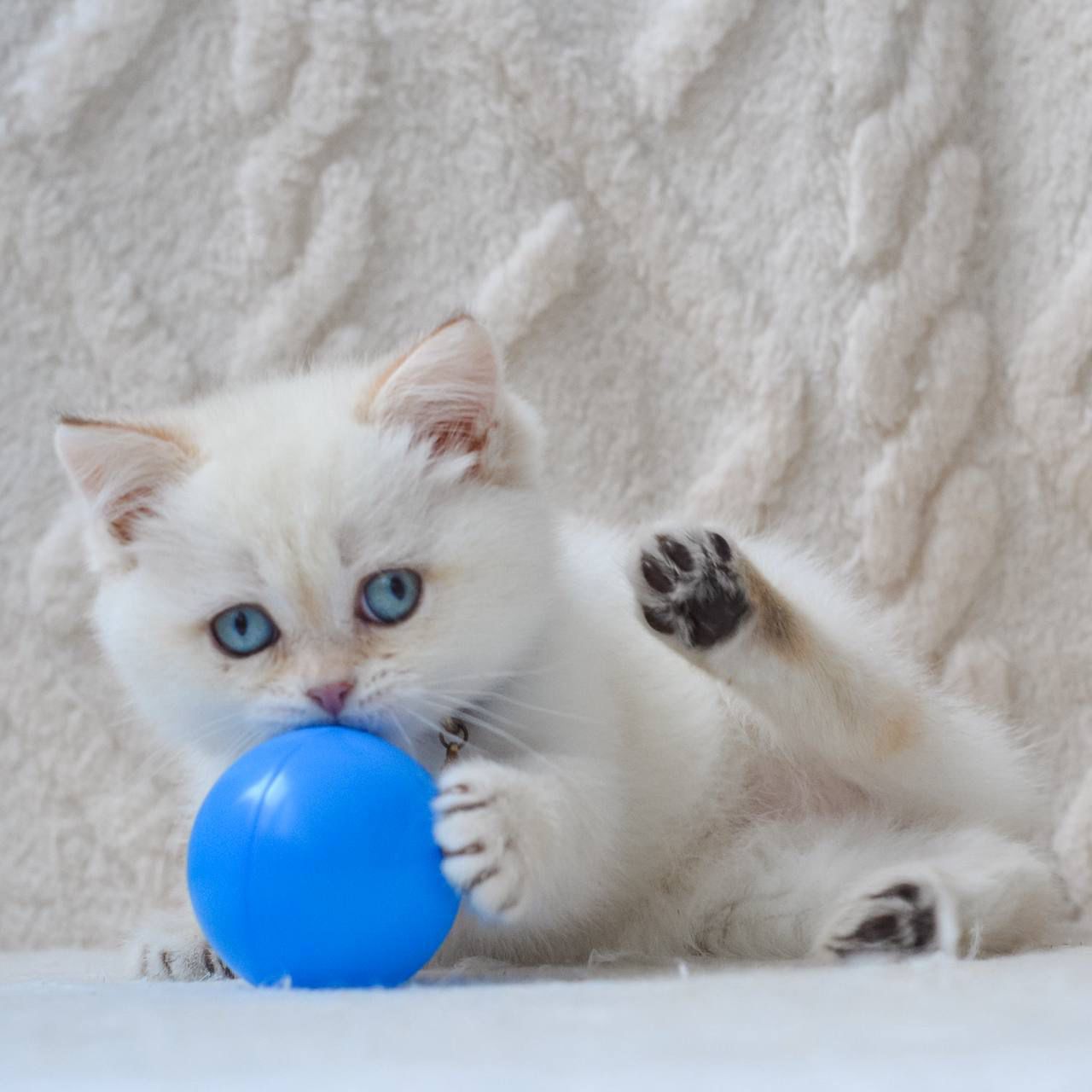 WhatsApp Image 2026-02-16 at 13.39.40 (2) british