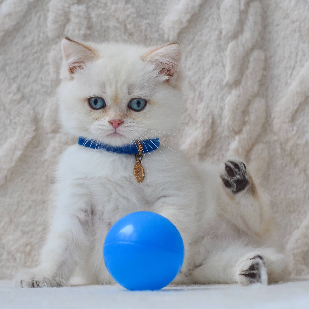 WhatsApp Image 2026-02-16 at 13.39.40 (4)