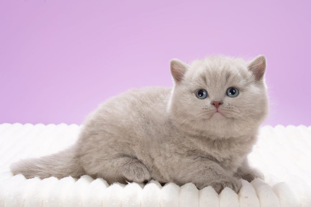 WhatsApp Image 2026-02-18 at 12.57.19 (1)