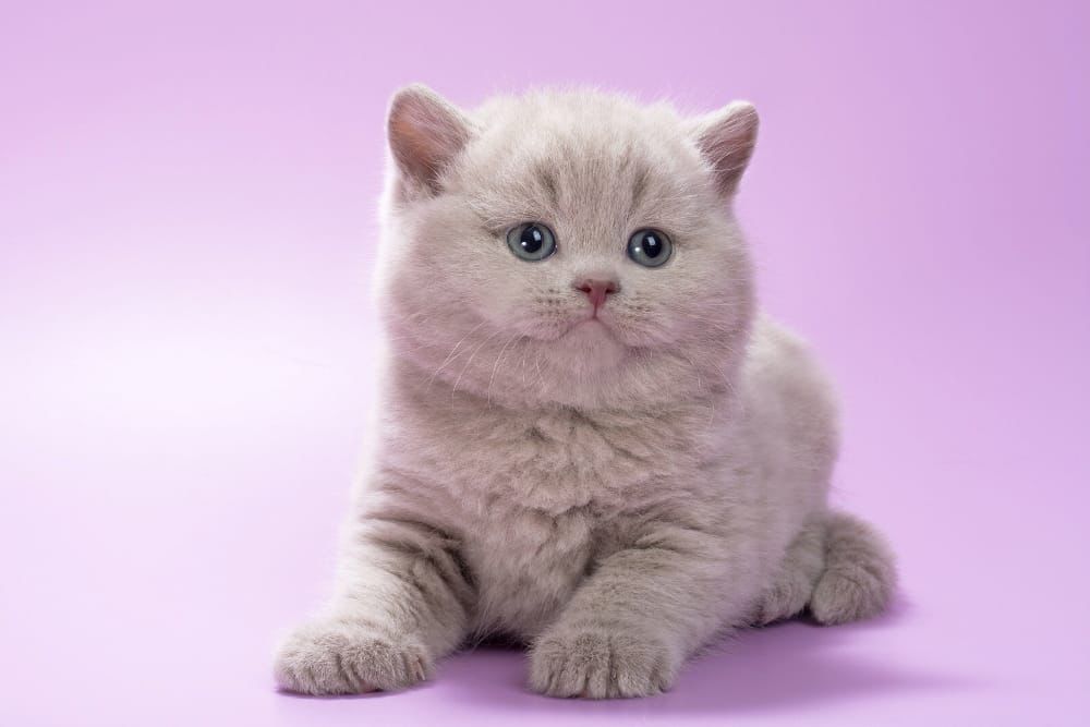 WhatsApp Image 2026-02-18 at 12.57.19 (2)