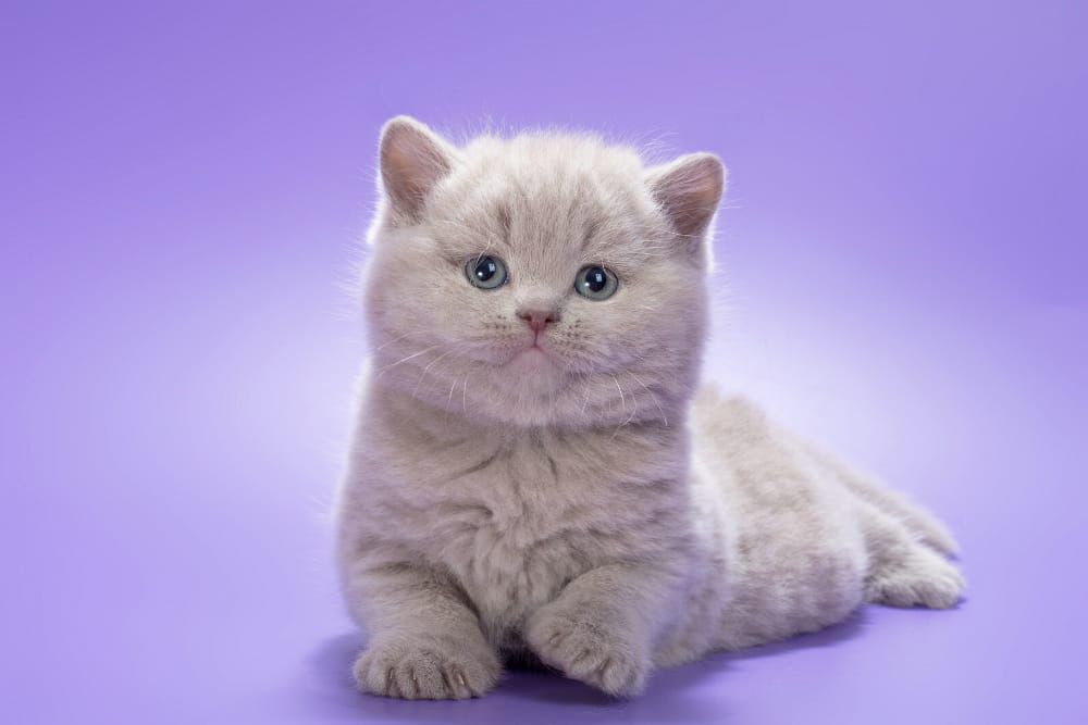 WhatsApp Image 2026-02-18 at 12.57.19 (4) british lilac