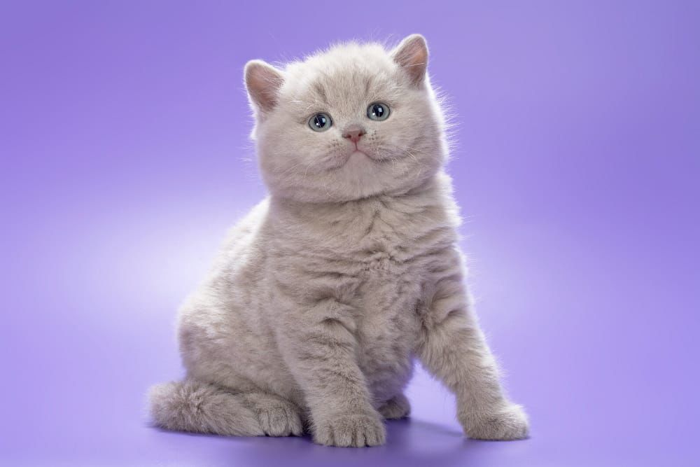 WhatsApp Image 2026-02-18 at 12.57.19