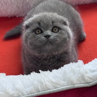 scottish fold