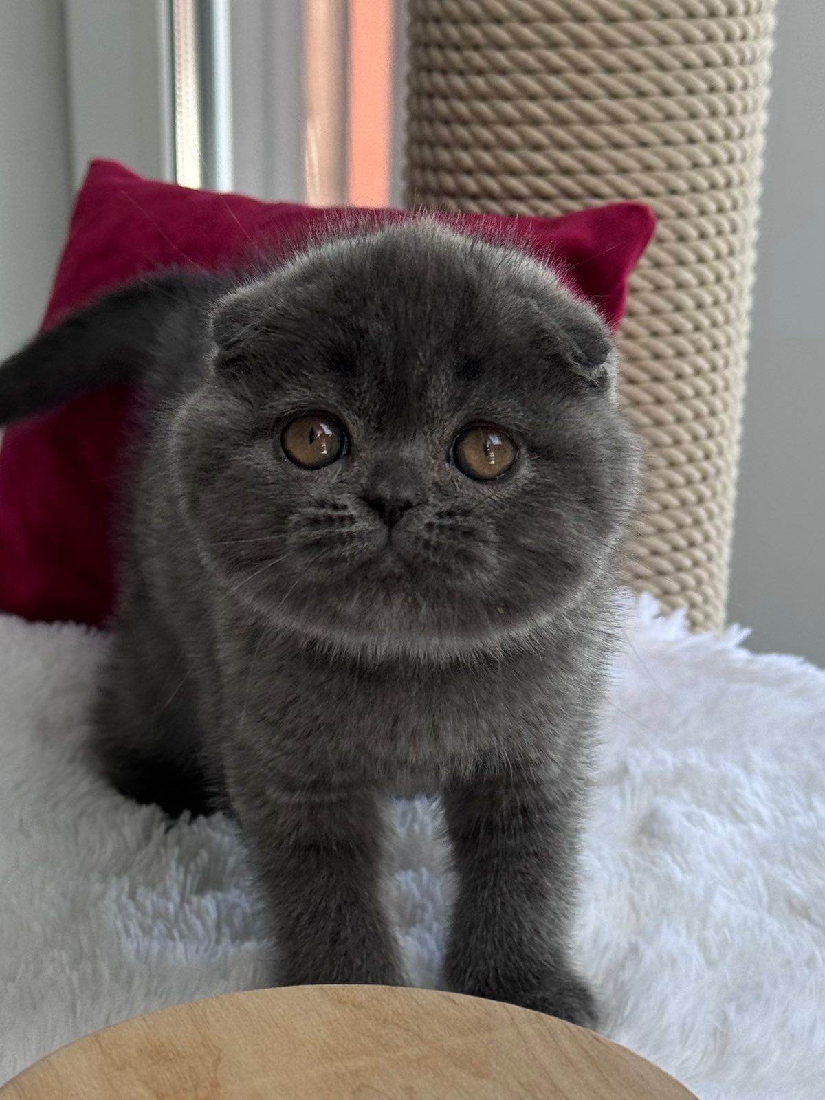 WhatsApp Image 2026-02-24 at 20.26.10 (4) scottish