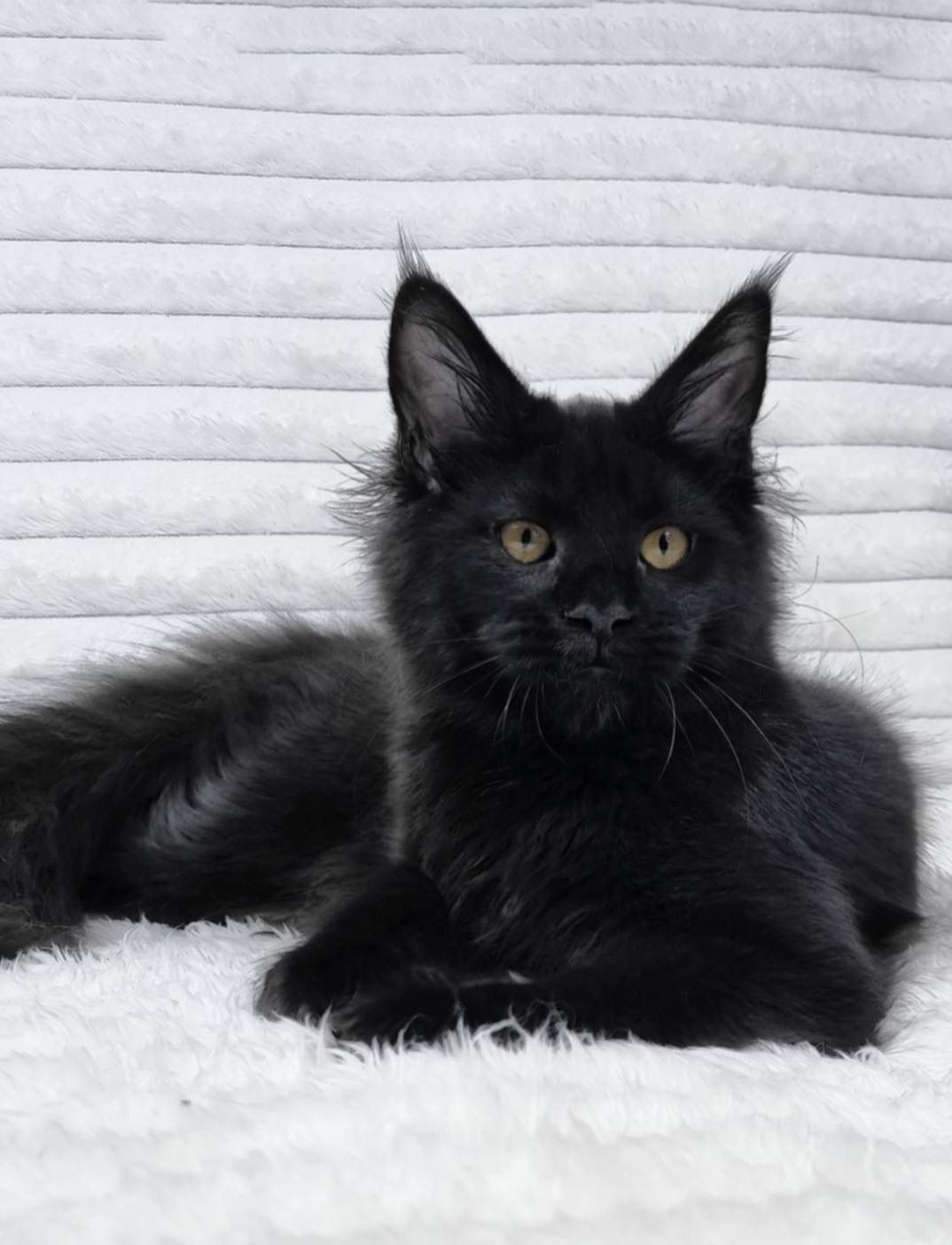 WhatsApp Image 2026-02-24 at 20.28.56 (1)