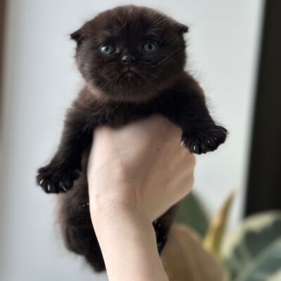 WhatsApp Image 2026-02-24 at 20.29.31