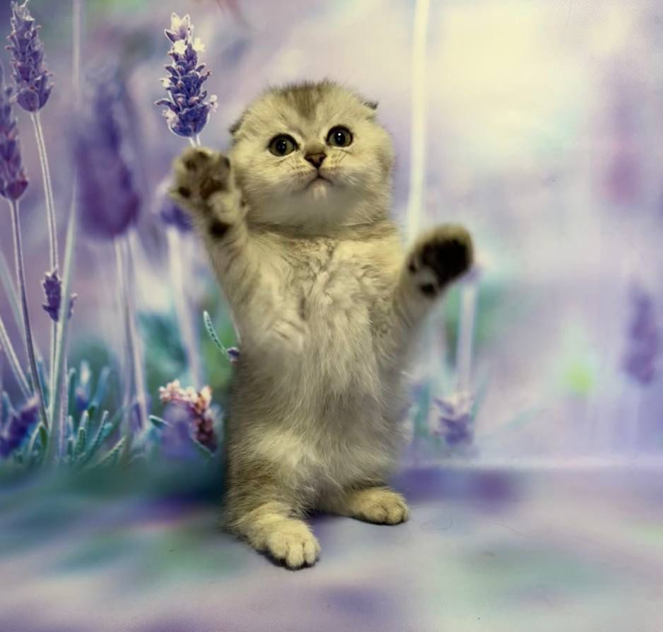 WhatsApp Image 2026-02-28 at 21.30.06 (3)