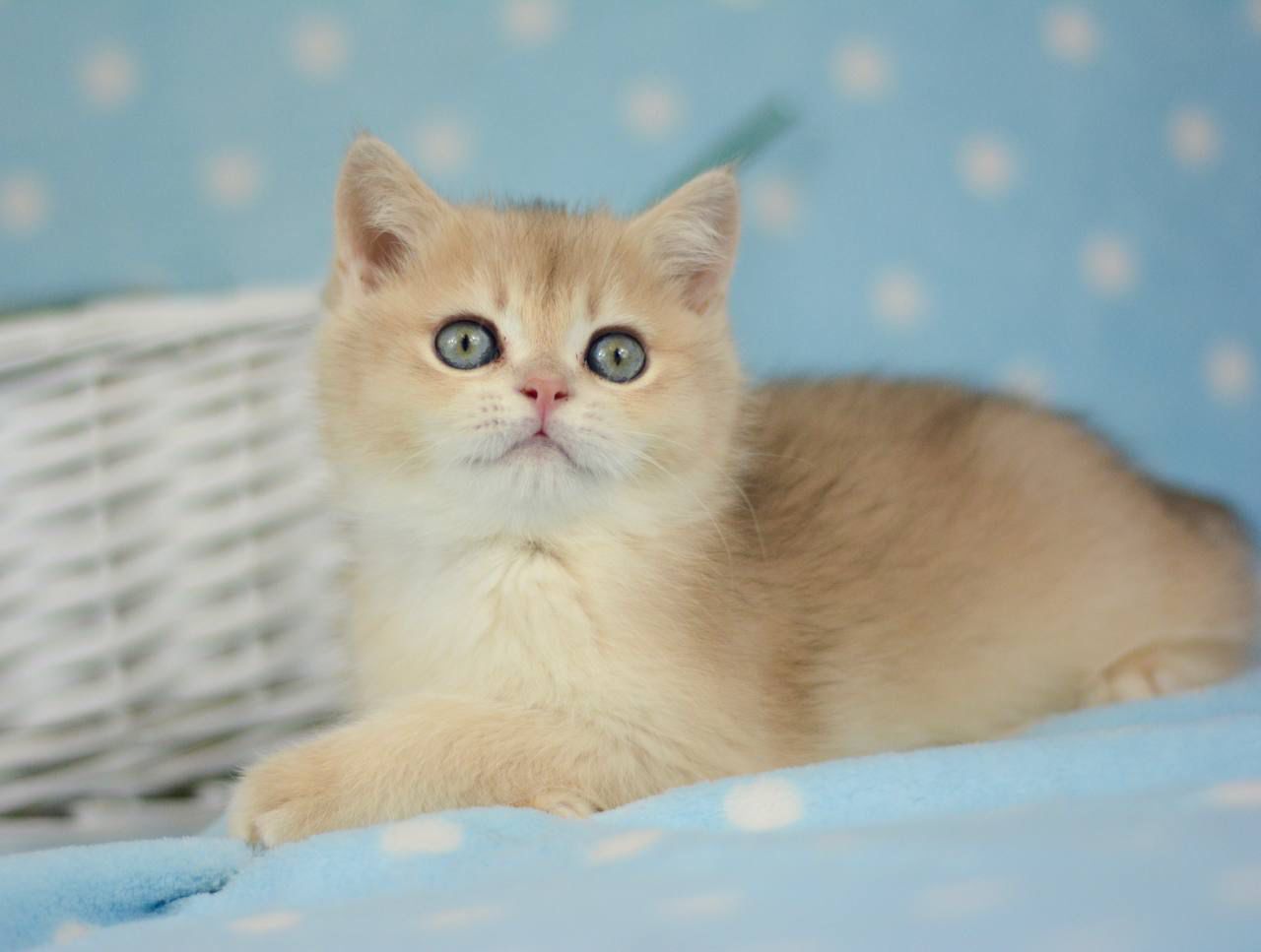 WhatsApp Image 2026-02-28 at 21.34.27 (3)