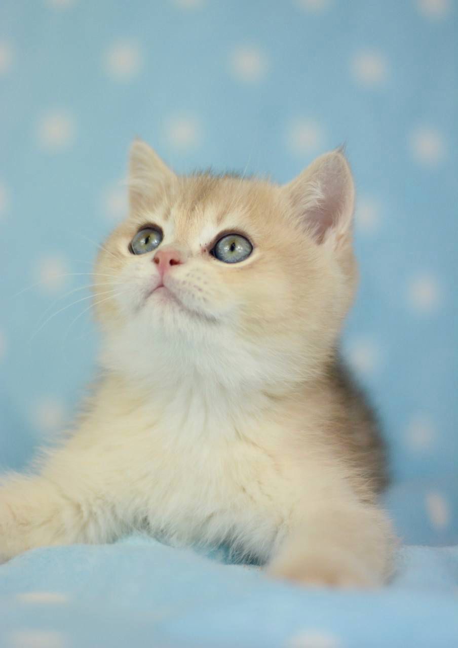 WhatsApp Image 2026-02-28 at 21.34.27 (4) british