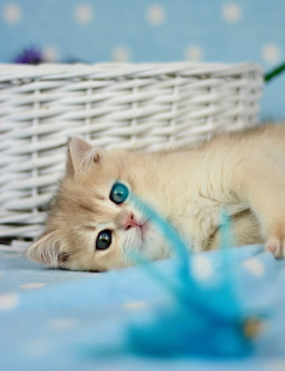 WhatsApp Image 2026-02-28 at 21.34.27 (5)