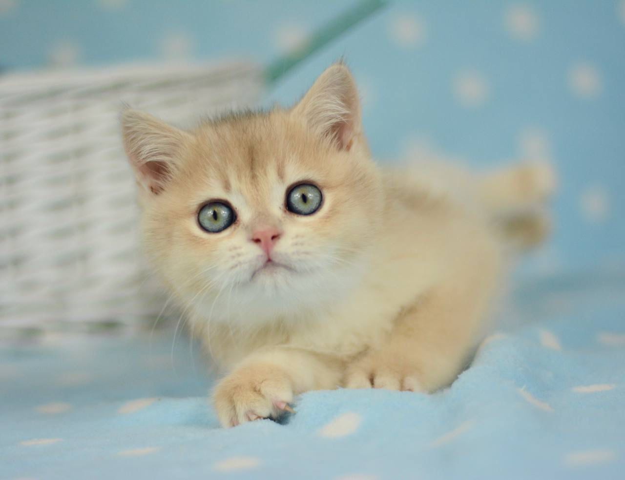 WhatsApp Image 2026-02-28 at 21.34.27 (6)