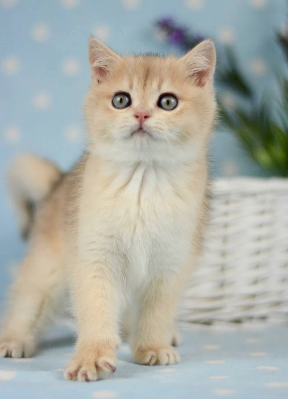 WhatsApp Image 2026-02-28 at 21.34.27 (7)