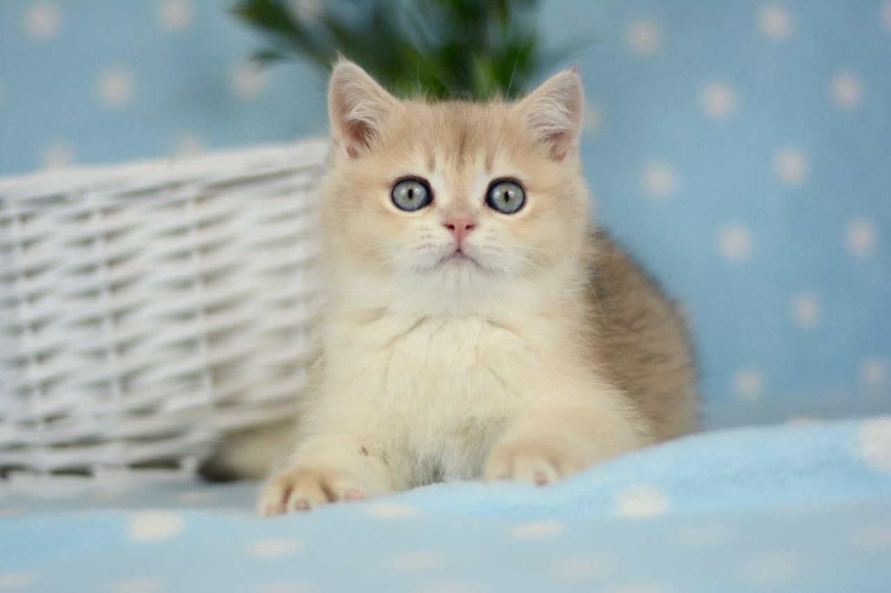 WhatsApp Image 2026-02-28 at 21.34.27