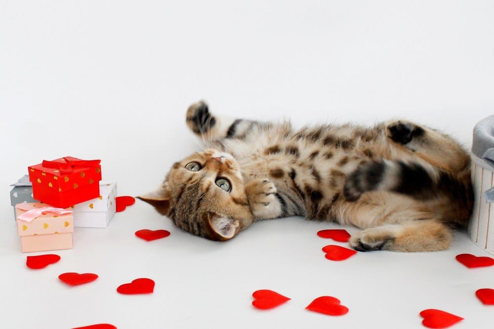 WhatsApp Image 2026-02-28 at 21.35.11 (2)