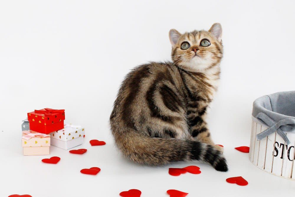 WhatsApp Image 2026-02-28 at 21.35.11 (3)