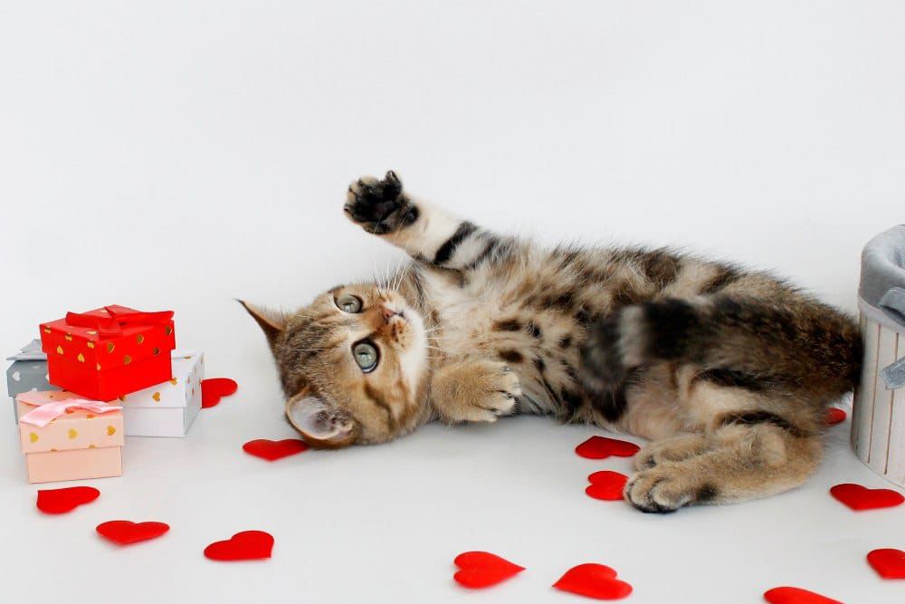 WhatsApp Image 2026-02-28 at 21.35.11 (5)