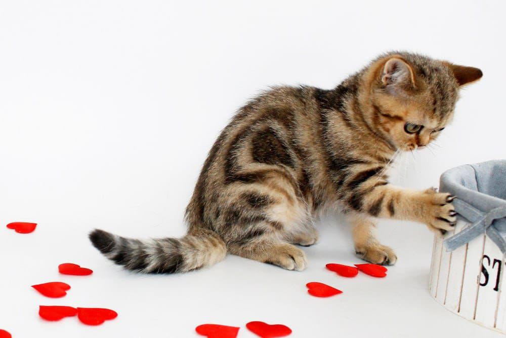 WhatsApp Image 2026-02-28 at 21.35.11