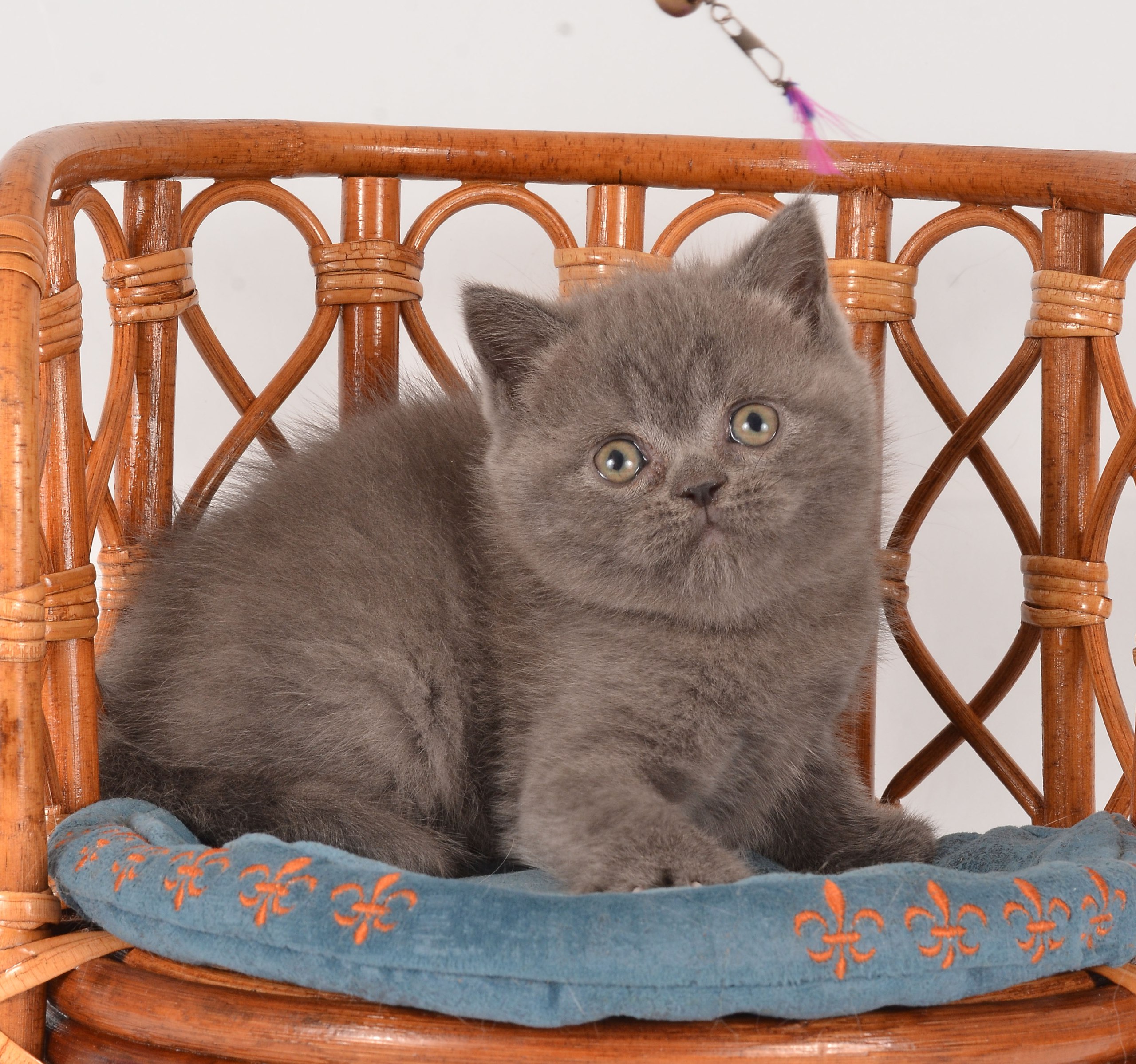 photo_2026-02-18_17-33-48