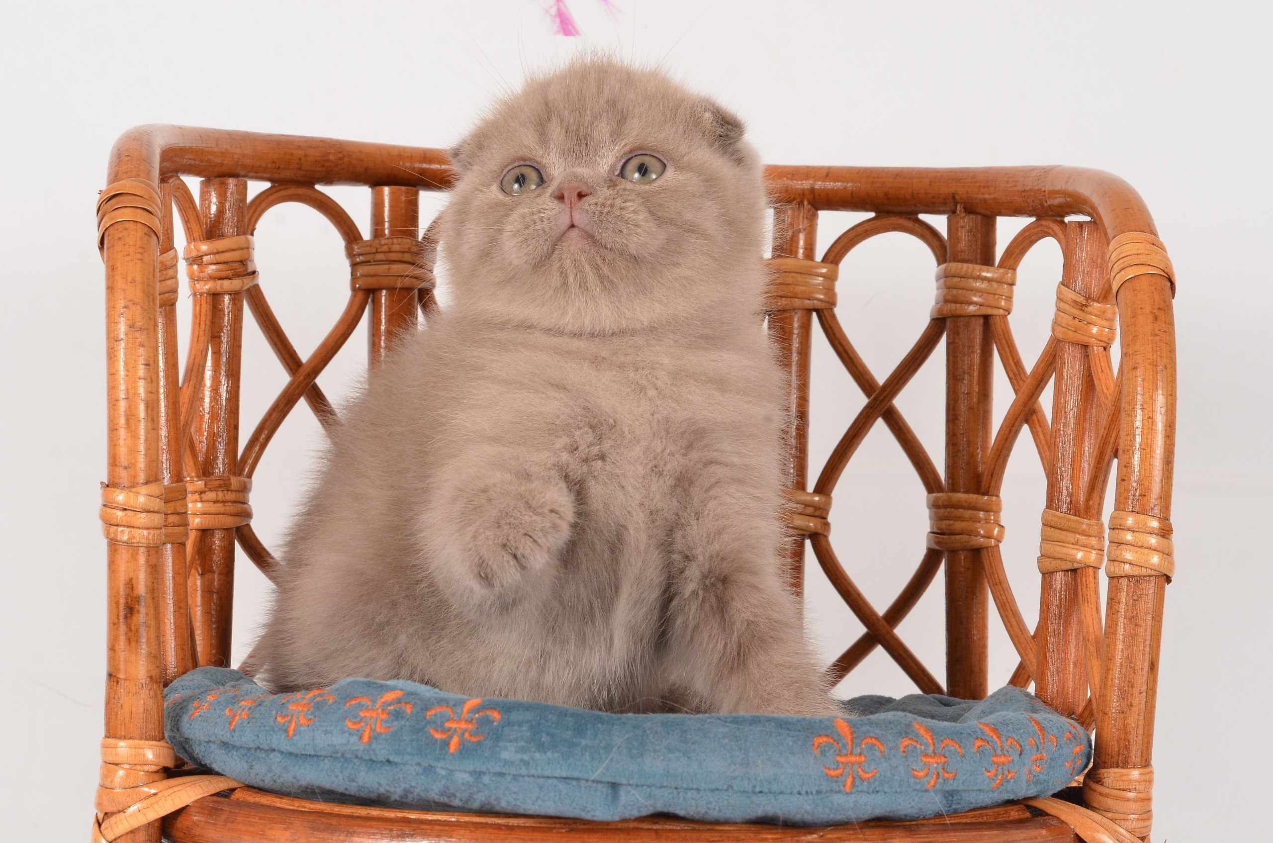 photo_2026-02-18_17-35-30