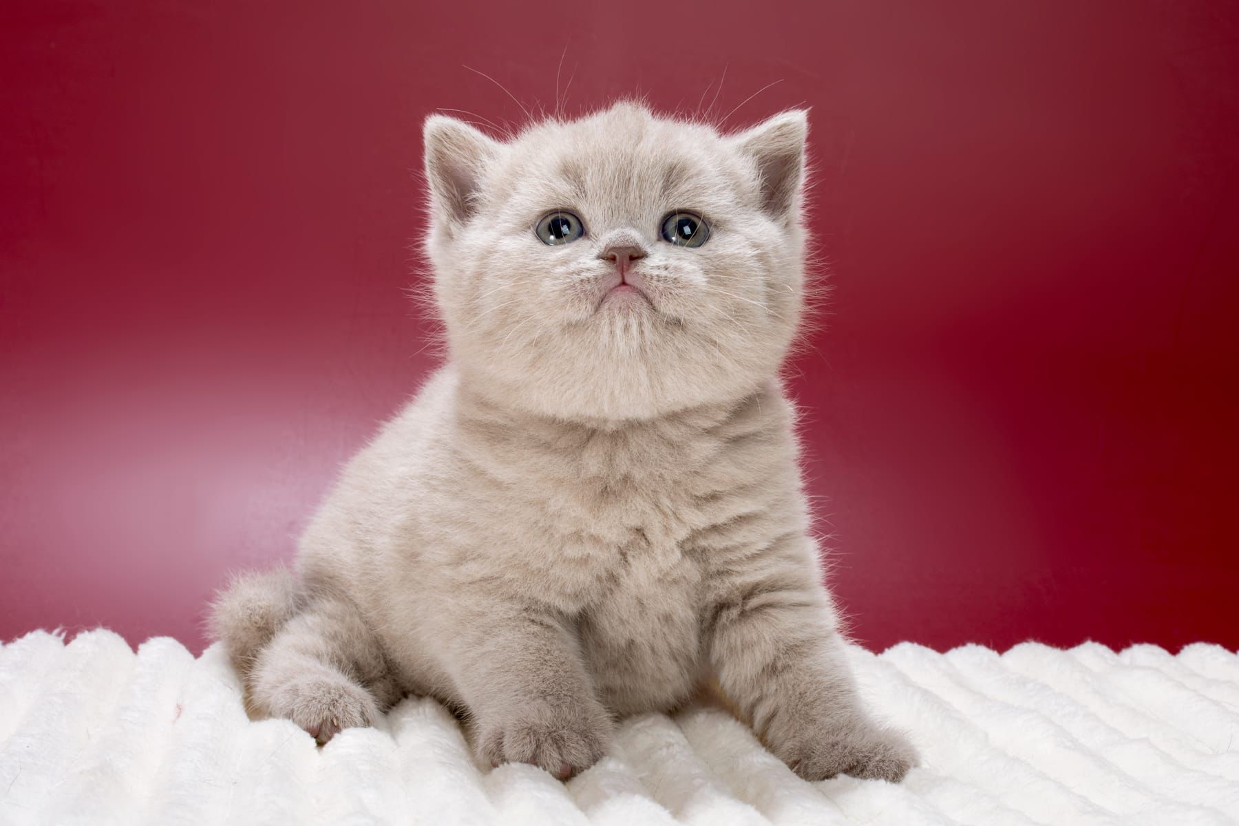 WhatsApp Image 2026-03-01 at 15.39.51 (3) british