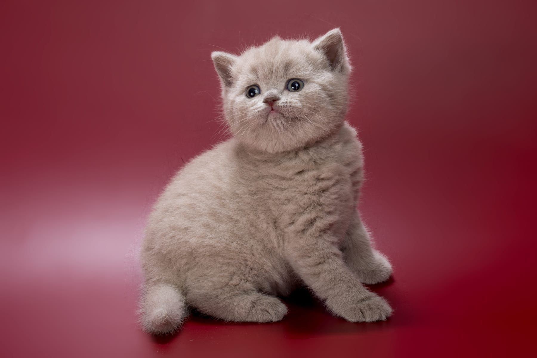 WhatsApp Image 2026-03-01 at 15.39.51 (4)