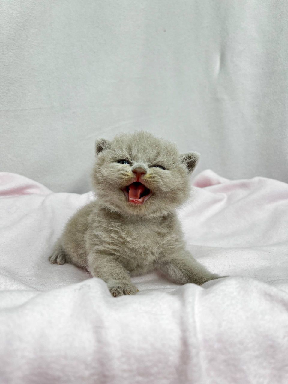 WhatsApp Image 2026-03-01 at 15.40.24 (2) british